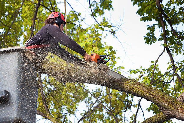 Trusted Moyock, NC Tree Care Experts