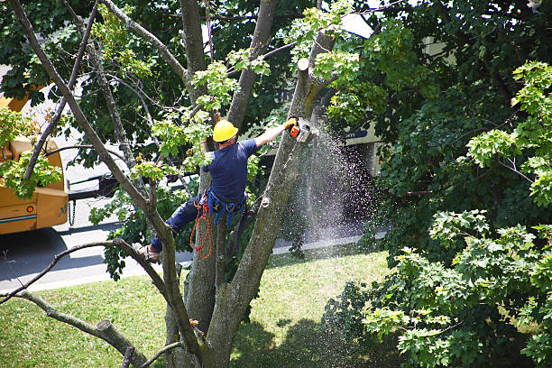 How Our Tree Care Process Works  in  Moyock, NC